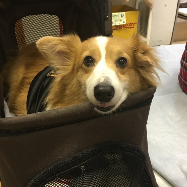 お泊りお預かりワンコ🐶たちもみんな元気です🎶お迎えをお待ちしています😄